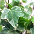 Hedera helix Glacie